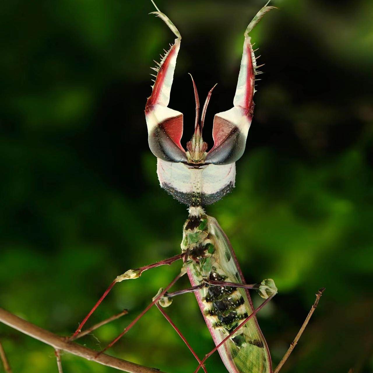 [宠物螳螂合集]特色另类观赏活体大刀斧螳兰花黄金眼斑螳螂果蝇杯,淘宝优惠券,粉丝福利购,淘宝优惠卷