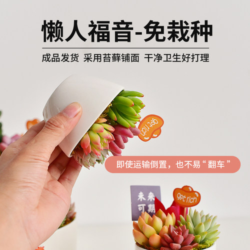 白色陶瓷盆多肉植物组合盆栽室内新手好养苔藓办公桌面装饰景观 - 图2