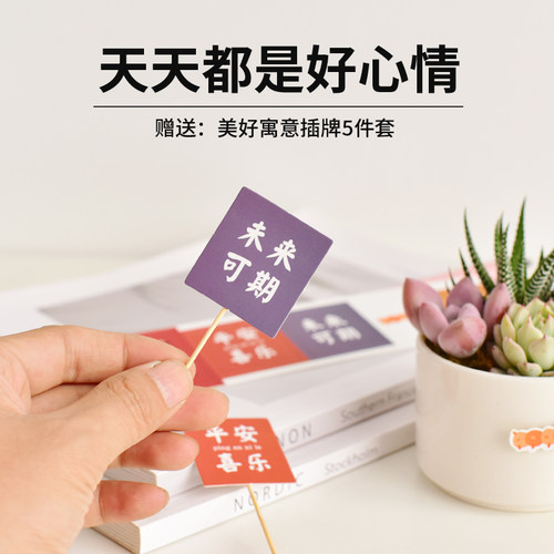 白色陶瓷盆多肉植物组合盆栽室内新手好养苔藓办公桌面装饰景观 - 图1