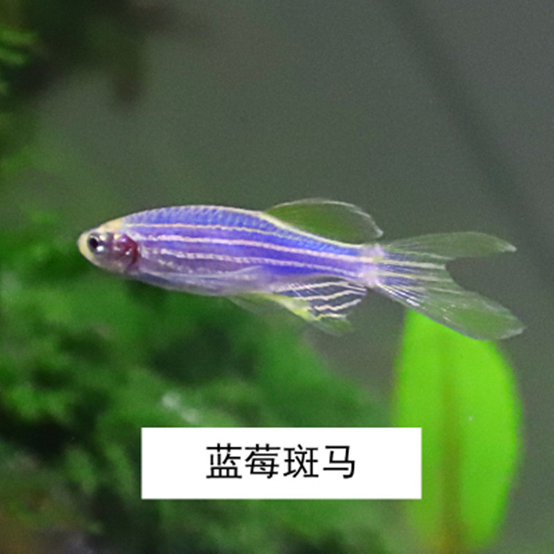 观赏鱼淡水蓝莓斑马鱼荧光鱼青苹果 热品库 性价比省钱购