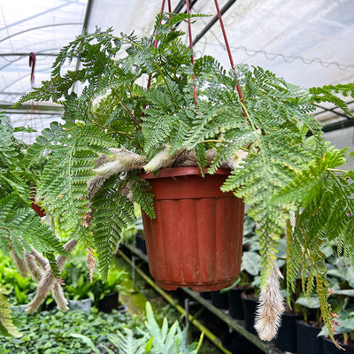 铁线蕨狼蕨富贵蕨绿植盆栽室内桌面观叶蕨类植物净化空气 虎窝淘