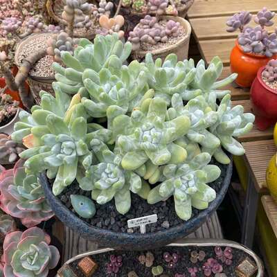 汇峰多肉3月10日61 75号仙女杯景天东云肉锥老桩植物直播专拍 虎窝淘