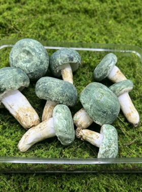 野生菌菇模型软装摆件教学道具