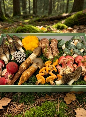 云南野生菌菇仿真模型科普摆件