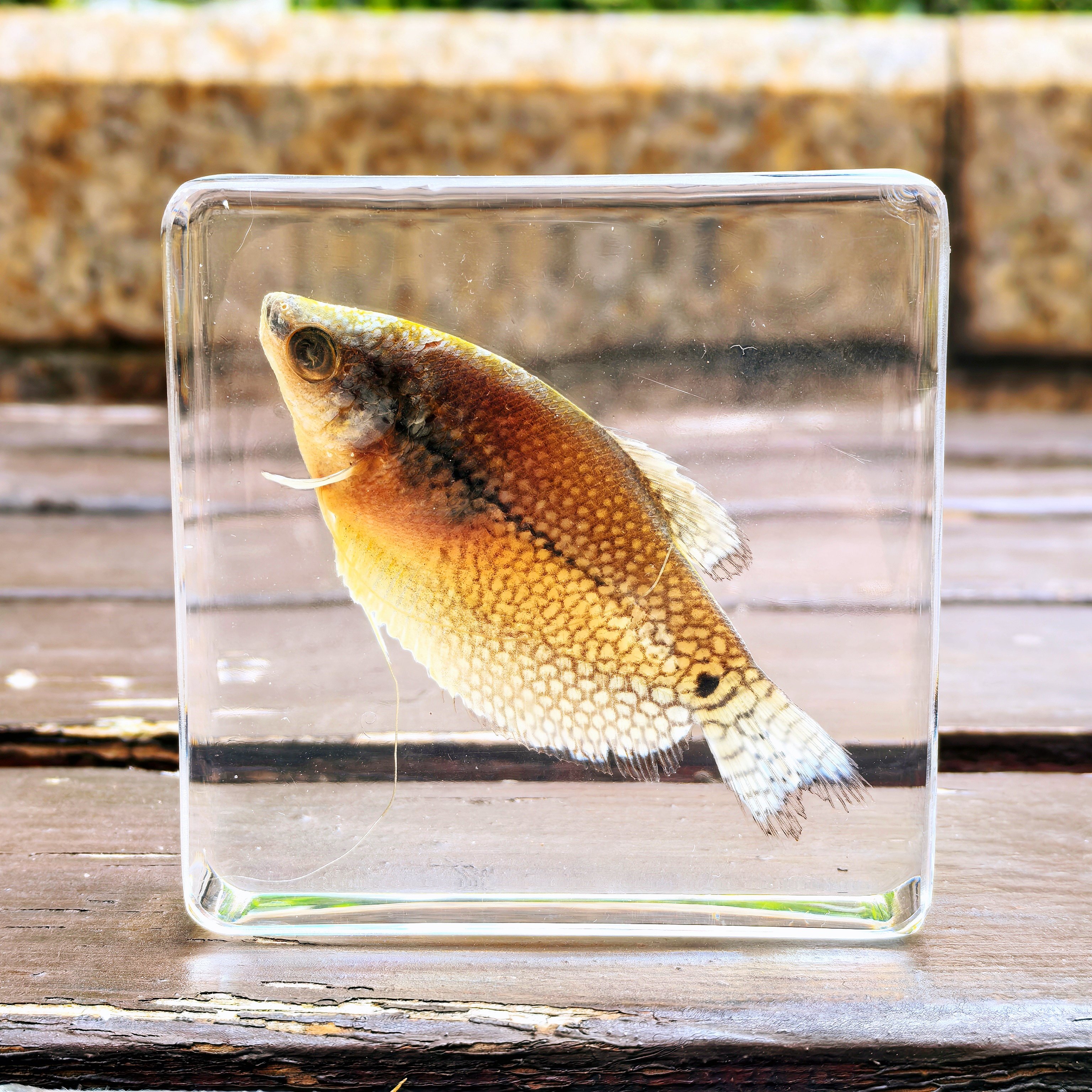 真实琥珀昆虫标本海洋标本动物标本儿童玩具海星小鱼蝎子金龟标本,淘宝优惠券,粉丝福利购,淘宝优惠卷