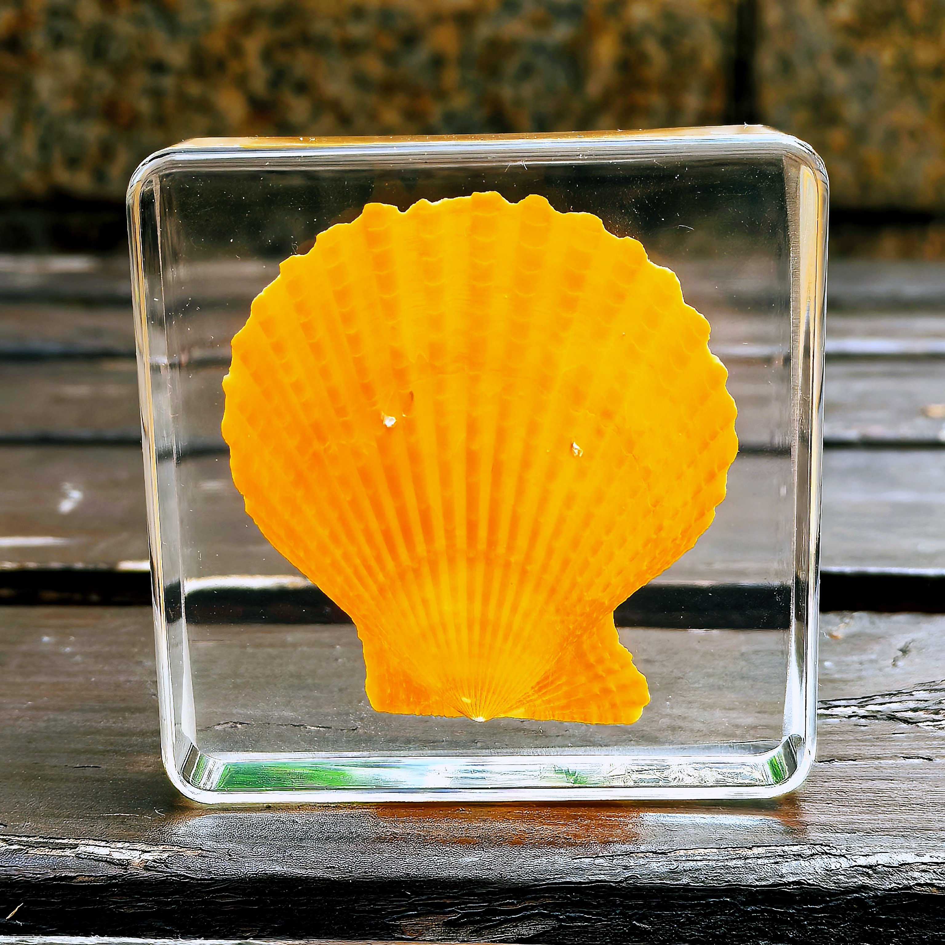 真实琥珀昆虫标本海洋标本动物标本儿童玩具海星小鱼蝎子金龟标本,淘宝优惠券,粉丝福利购,淘宝优惠卷