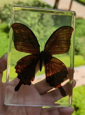 琥珀摆件居家昆虫标本