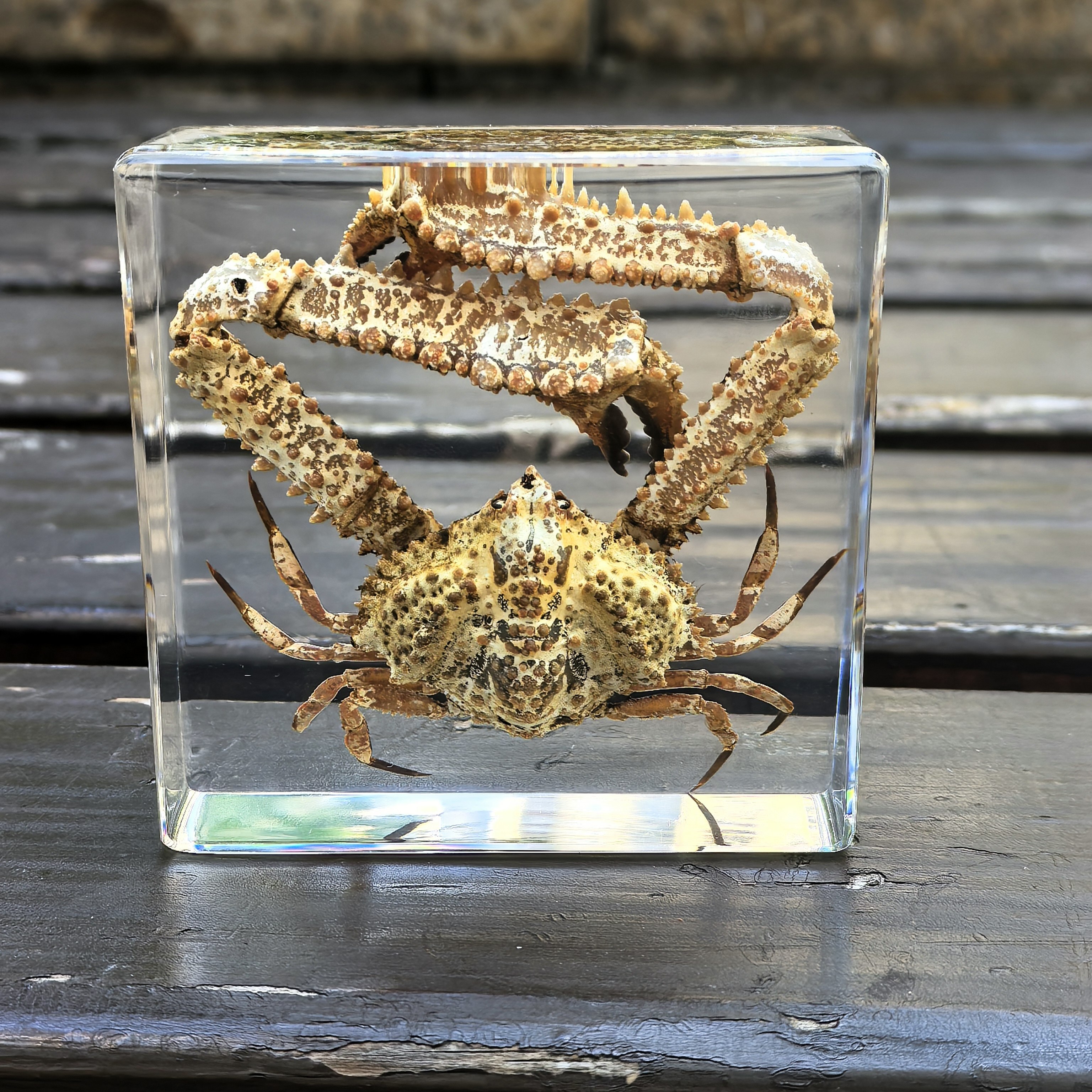 真实琥珀昆虫标本海洋标本动物标本儿童玩具海星小鱼蝎子金龟标本,淘宝优惠券,粉丝福利购,淘宝优惠卷