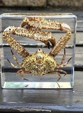 真实琥珀昆虫标本海洋标本