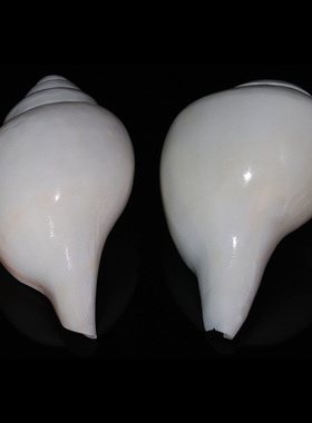 天然大海螺螺供养左右旋白海螺