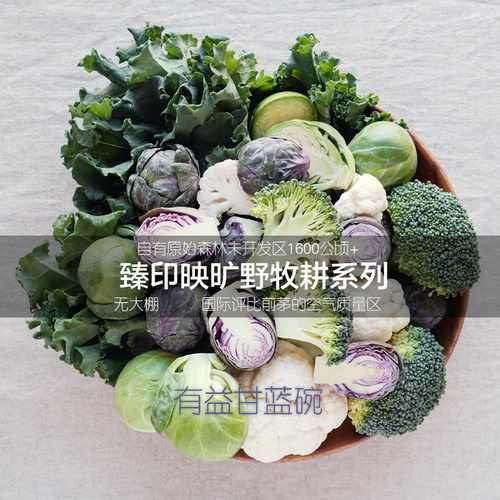 臻印映鲜抱子甘蓝孢子甘蓝小包菜护胃生食营养健康非冷冻脆嫩可口 - 图3