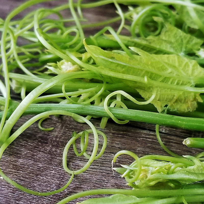 臻印映佛手瓜尖龙须菜新鲜野菜胜似野生超越有机甜嫩脆清香营养高 - 图3