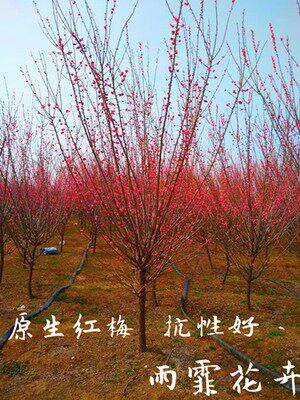 耐寒梅花树红梅腊梅盆栽嫁接素心腊梅树造型庭院地栽植物浓香开花 - 图2