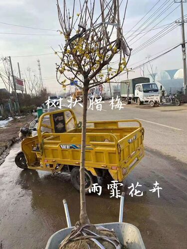 耐寒梅花树红梅腊梅盆栽嫁接素心腊梅树造型庭院地栽植物浓香开花 - 图1