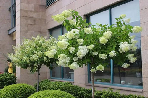 圆锥绣球石灰灯香草草莓花苗欧洲玫瑰木绣球树苗耐寒耐热庭院栽培 - 图1