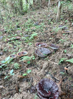 东方灵芝食养皮肤灵芝玫瑰面膜