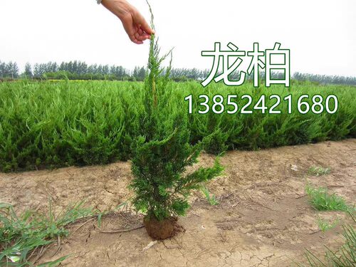 柏树苗 松柏塔柏树苗蜀桧 侧柏圆柏宝塔松龙柏耐寒 松柏树四季青 - 图2