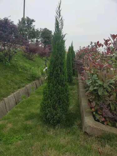 柏树苗松柏塔柏树苗 蜀桧侧柏圆柏松树宝塔松龙柏苗 柏树四季青 - 图2