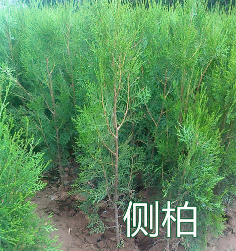 柏树苗 松柏塔柏树苗蜀桧 侧柏圆柏宝塔松龙柏耐寒 松柏树四季青 - 图3