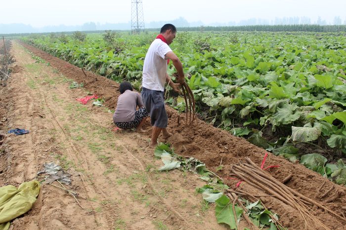 农家特产新鲜蔬菜黄金牛蒡根5斤装生态养生茶牛蒡茶原料包邮 - 图2