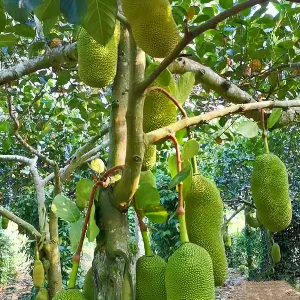 海南菠萝蜜一整个黄肉菠萝蜜现摘现发新鲜水果干苞大树顺丰包邮 - 图1