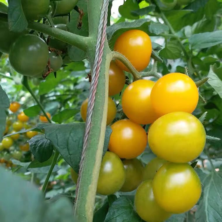 夏日阳光黄色圣女果山东樱桃小番茄新鲜水果孕妇酸甜小西红柿包邮 - 图1