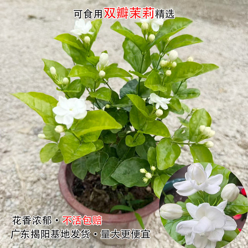 双瓣茉莉花苗带花苞盆栽浓香型绿植花卉重瓣白茉莉花盆栽好养植物 - 图1