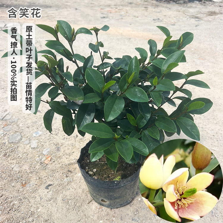 含笑花苗盆栽香妃树苗芳香植物耐寒四季常青庭院阳台室内外含笑-图1