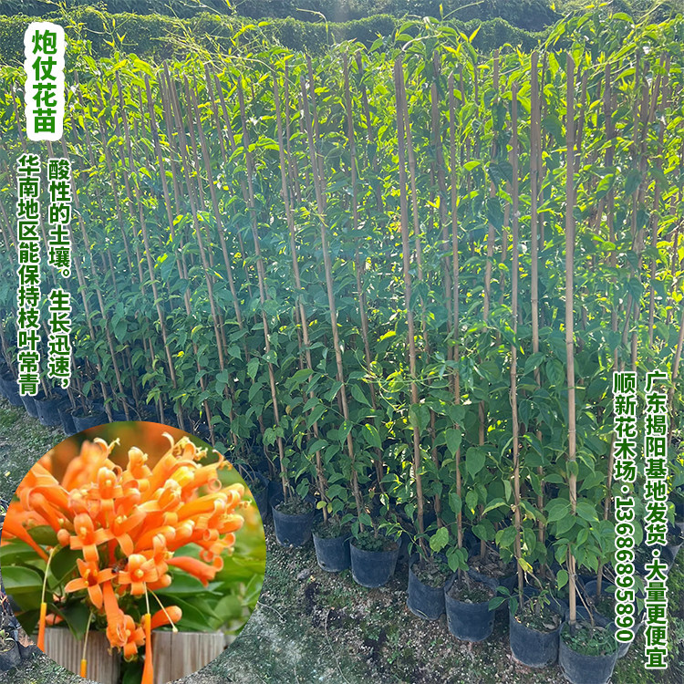 炮仗花苗爬藤植物 常青鞭炮花苗大苗花苗攀援花卉红爆竹花围墙花,淘宝优惠券,粉丝福利购,淘宝优惠卷