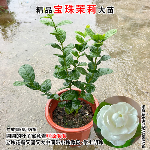宝珠茉莉花苗圆叶白茉莉耐高温暴晒超重瓣宝珠小荷花盆栽阳台庭院 - 图1