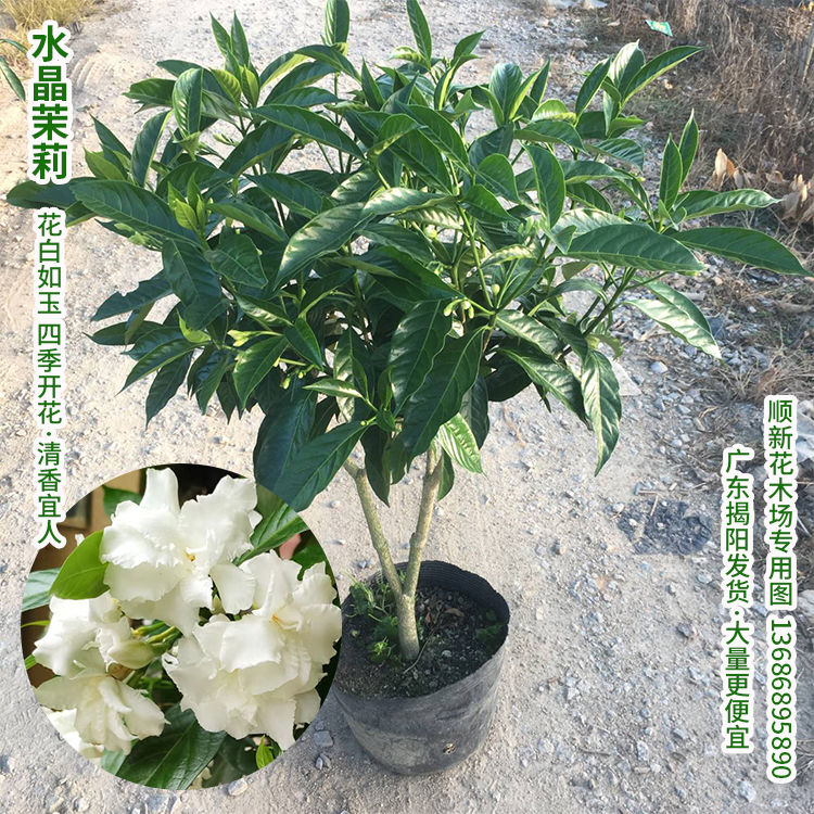 水晶茉莉花苗狗牙花盆栽丁香茉莉带花苞浓香型庭院阳台秋香花盆栽 - 图2