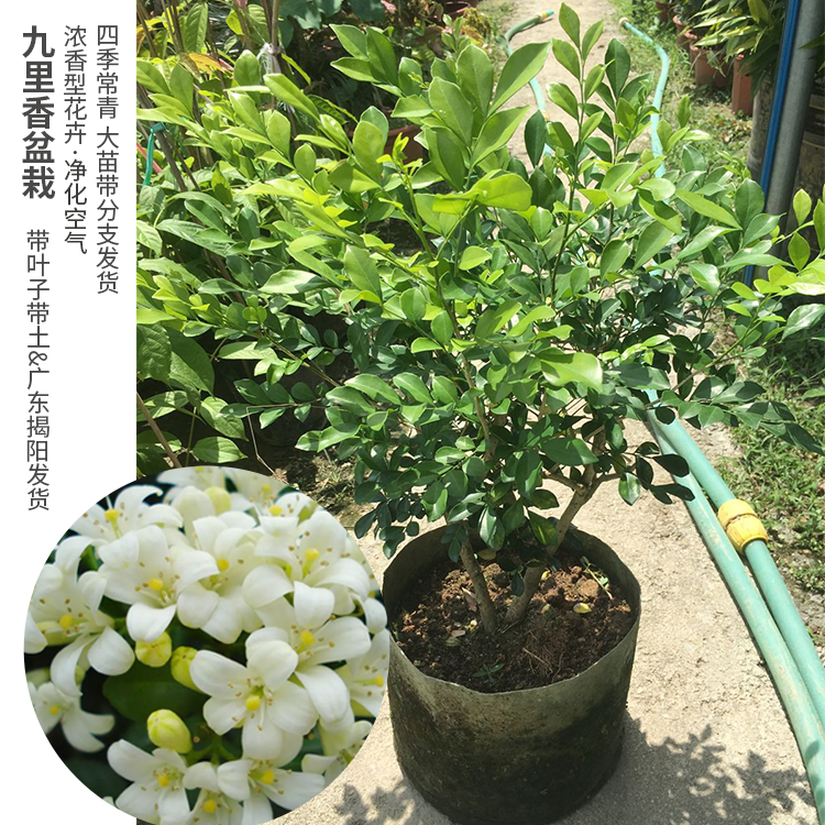 九里香花苗七里香苗千里香花盆栽清香怡人驱蚊庭院植物绿化苗-图0