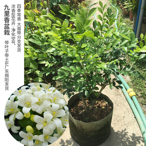 九里香花苗 七里香苗 千里香花 盆栽清香怡人驱蚊庭院植物绿化苗 - 图0