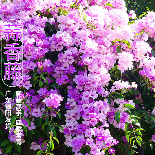 蒜香藤花紫铃藤 藤本植物 奇特爬藤花苗 庭院盆栽开花会变色植物 - 图1