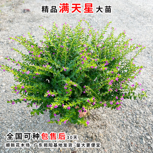 萼距花苗满天星盆栽工程绿化好养植物孔雀兰庭院阳台金叶满天星苗 - 图3