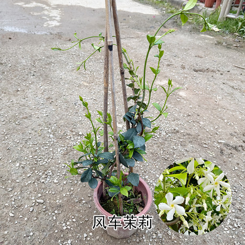 风车茉莉爬藤植物银丝茉莉花苗络石藤四季攀爬花卉阳台浓香盆栽花 - 图2