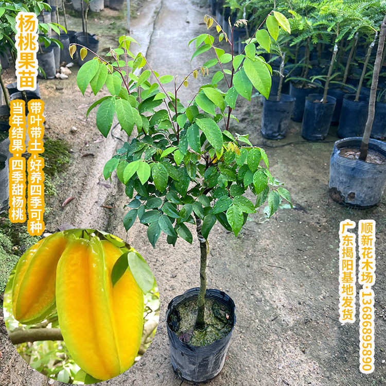 杨桃树苗果树结果四季甜杨桃台湾大果杨桃苗庭院阳台盆栽好养果苗,淘宝优惠券,粉丝福利购,淘宝优惠卷