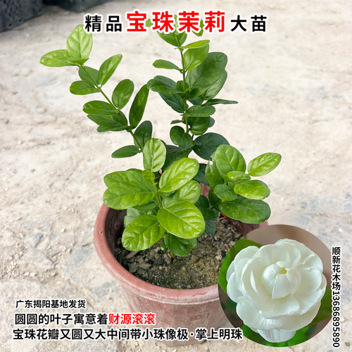 宝珠茉莉花苗圆叶白茉莉耐高温暴晒超重瓣宝珠小荷花盆栽阳台庭院 - 图3