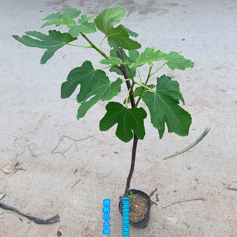 无花果树苗 果苗新品种 当年结果无花果苗带叶子果树苗南北方可种