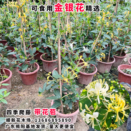 金银花树苗爬藤食用金银花苗浓香花卉耐寒植物鸳鸯藤盆栽好养植物 - 图0