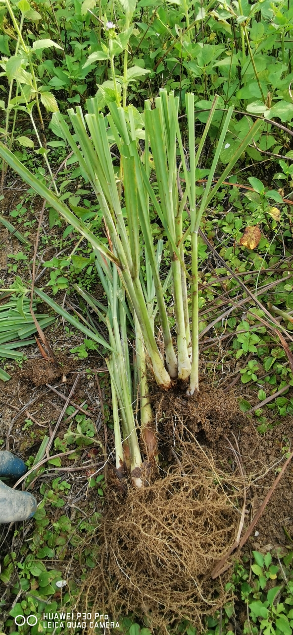 30棵包邮新鲜香茅草种苗 柠檬草苗 盆栽香草 泰国香草 冬阴功汤料 - 图2