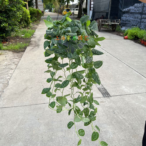 大叶小叶银斑葛白金葛绿植 雪花葛稀有花叶绿萝室内客厅观叶植物 - 图0