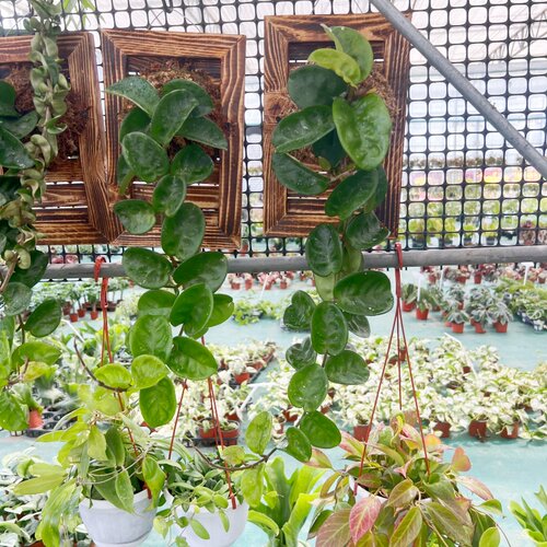 克林顿球兰盆栽室内阳台垂吊植物耐阴净化空气好养易活 - 图1