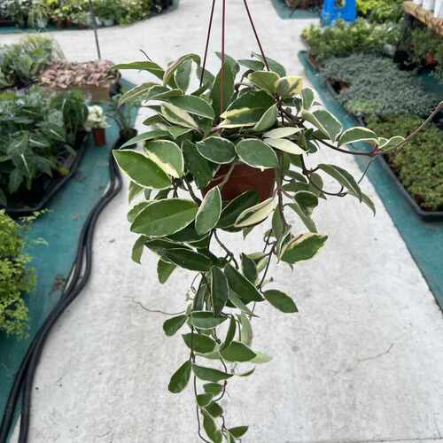 克林顿球兰盆栽室内阳台垂吊植物耐阴净化空气好养易活 - 图3