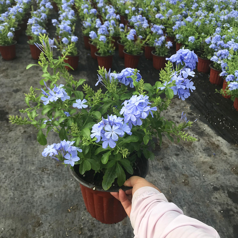 蓝雪花盆栽室外阳台庭院花卉多年生四季开花耐热植物花期长包邮-图0