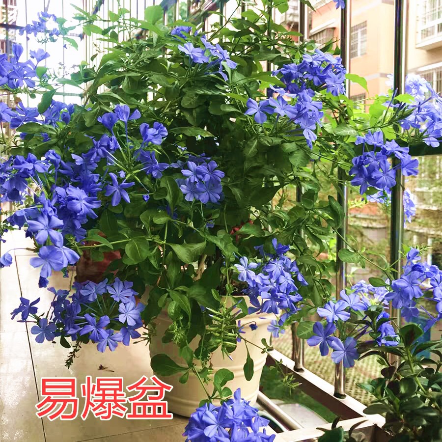 蓝雪花盆栽室外阳台庭院花卉多年生四季开花耐热植物花期长包邮-图2