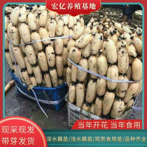 高产食用莲藕种苗深浅水藕种苗盆栽池塘大型蔬菜藕苗荷花苗粉脆藕 - 图3
