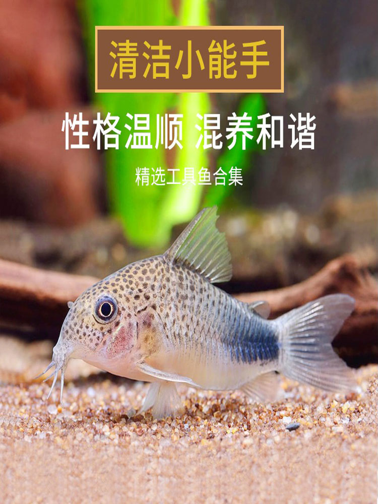 热带观赏鱼清道夫金苔鼠鱼缸清洁冷水小型除藻工具鱼苗大帆胡子鱼-图0