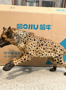一比一仿真鬣狗模型科普摆件