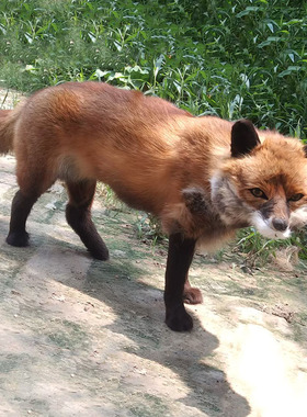 11仿真白狐真皮毛标本摆件